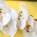 Ver imagem 5 de Orquídea Artificial Phalaenopsis Real Toque Coat Branca 63cm Florarte Vol.9 Kit 6Un.