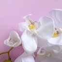 Ver imagem 3 de Flores Artificiais Haste de Orquídea Grande Branca | Linha Permanentes Formosinha