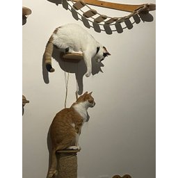 Cama para Gatos - 8