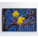 Ver imagem 2 de Quadro Flores de Ipê Amarelo em Árvore do Cerrado Medidas 80x120 Cm Impressão Adesivo Fotográ