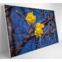 Ver imagem 1 de Quadro Flores de Ipê Amarelo em Árvore do Cerrado Medidas 80x120 Cm Impressão Adesivo Fotográ