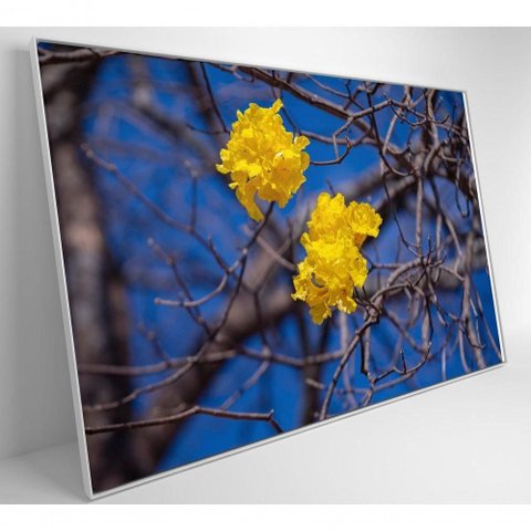 Quadro Flores de Ipê Amarelo em Árvore do Cerrado Medidas 80x120 Cm Impressão Adesivo Fotográ