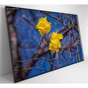 Ver imagem 3 de Quadro Flores de Ipê Amarelo em Árvore do Cerrado Medidas 80x120 Cm Impressão Adesivo Fotográ