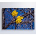 Ver imagem 4 de Quadro Flores de Ipê Amarelo em Árvore do Cerrado Medidas 80x120 Cm Impressão Adesivo Fotográ
