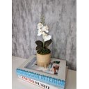 Ver imagem 1 de Arranjo De Mini Orquídea Branca Vaso Bege Redondo