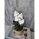 Ver imagem 3 de Arranjo De Mini Orquídea Branca Vaso Bege Redondo