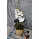 Ver imagem 2 de Arranjo De Mini Orquídea Branca Vaso Bege Redondo
