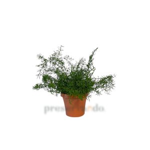 Vaso Aspargo Alfinete