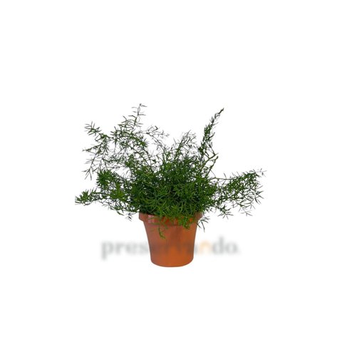 Vaso Aspargo Alfinete
