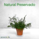 Ver imagem 3 de Vaso Aspargo Alfinete