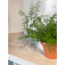 Ver imagem 2 de Vaso Aspargo Alfinete