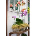 Ver imagem 2 de 15 Vasos de Orquídea N° 03 Natural com Furos Nas Laterais Transparente - Não Acompanha Orquideas