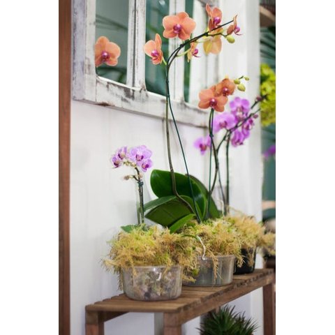 15 Vasos de Orquídea N° 03 Natural com Furos Nas Laterais Transparente - Não Acompanha Orquideas