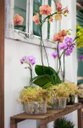 Ver imagem 1 de 15 Vasos de Orquídea N° 03 Natural com Furos Nas Laterais Transparente - Não Acompanha Orquideas
