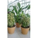 Ver imagem 3 de 02 Vaso Cachepo Cesta Vime Plastico Colibri 23cm Cerejeira