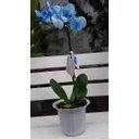 Ver imagem 2 de 06 Vasos Cachepos Tulipa 18cm Cor Marmore