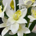 Ver imagem 5 de Arranjo Grande de Mini Orquídea Cymbidium Branca Artificial Branca