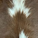 Ver imagem 4 de Tapete Couro Natural de Boi Inteiro - 03