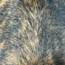 Ver imagem 4 de Tapete Sala Formato do Boi Natural - 02