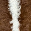 Ver imagem 4 de Tapete Sala Formato do Boi Natural - 03