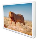 Ver imagem 2 de Quadro Decorativo Leão Selvagem em Moldura Caixa TaColado Moldura Trad 1cm Madeira Escura com Vidro 