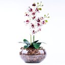 Ver imagem 2 de Arranjo de Orquídea Toque Real Deluxe
