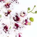 Ver imagem 3 de Arranjo de Orquídea Toque Real Deluxe