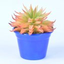Ver imagem 1 de Arranjo de Suculenta Multicolorido em Cachepot Azul