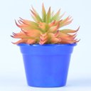 Ver imagem 2 de Arranjo de Suculenta Multicolorido em Cachepot Azul