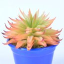 Ver imagem 3 de Arranjo de Suculenta Multicolorido em Cachepot Azul