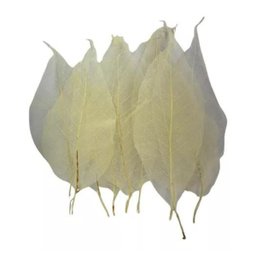 Folha de Magnolia Esqueletizada Folhagem Pingente Natural - 1
