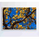 Ver imagem 3 de Quadro Ipê Amarelo em Árvore do Cerrado