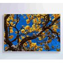Ver imagem 5 de Quadro Ipê Amarelo em Árvore do Cerrado