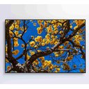 Ver imagem 6 de Quadro Ipê Amarelo em Árvore do Cerrado