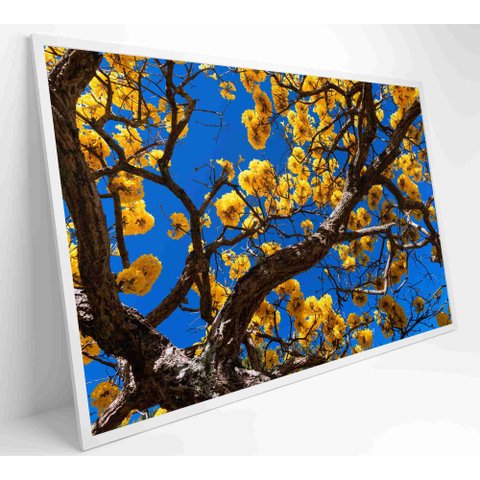 Quadro Ipê Amarelo em Árvore do Cerrado