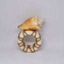 Ver imagem 1 de Porta Guardanapo Concha Caracol