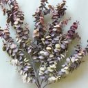 Ver imagem 3 de Buquê de Flores Eucalipto Outonado Artificial | Linha Permanente Formosinha