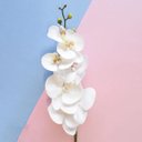 Ver imagem 2 de Flores Artificiais Haste de Orquídea Toque Real Branca|Linha permanente Formosinha
