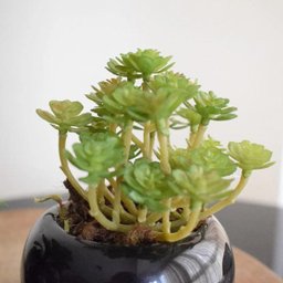 Flores Artificiais Kit com Dois Arranjos de Suculentas Permanentes |Linha permanente Formosinha - 6