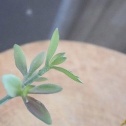 Flores Artificiais Kit com Dois Arranjos de Suculentas Permanentes |Linha permanente Formosinha - 5