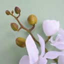 Ver imagem 6 de Kit 6 Orquídeas Artificiais Brancas Aveludadas com 7 flores