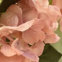 Ver imagem 6 de Flores Artificiais Buquê de Hortência com Folhas Rosa 55cm|linha Permanente Formosinha