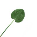 Ver imagem 3 de Folhas Permanentes | Folhagem de Palmeira Leque 3d Artificial