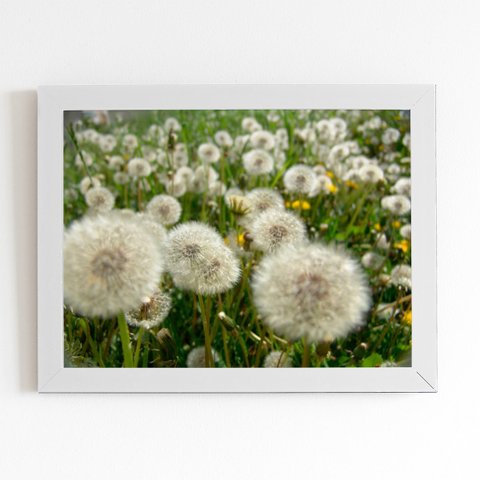 Quadro Dente de Leão Flor Jardim Moldura Branca 60x40cm