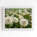 Ver imagem 1 de Quadro Dente de Leão Flor Jardim Moldura Branca 60x40cm