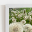 Ver imagem 2 de Quadro Dente de Leão Flor Jardim Moldura Branca 60x40cm