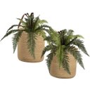 Ver imagem 6 de Kit de 3 Samambaias Artificiais Decorativas Aparência Natural Realista