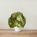 Ver imagem 2 de 12 Folhagens Caladium Verdes Artificiais Realistas para Vasos, Jardineiras e Decoração de Ambientes