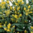 Ver imagem 3 de Kit com 10 Buquês de Galhos de Mini Botão Amarelo