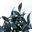 Ver imagem 3 de Kit com 10 Buquês de Folhagem Verde Escuro